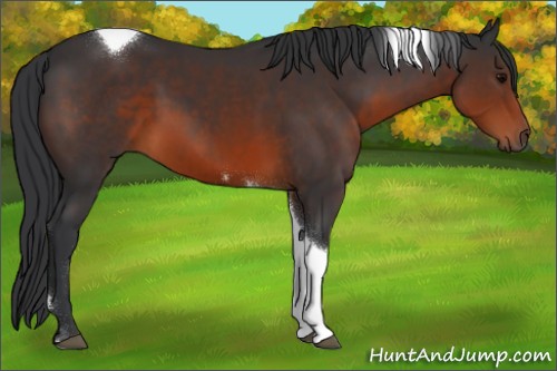 Horse Color:Brown Tobiano 
