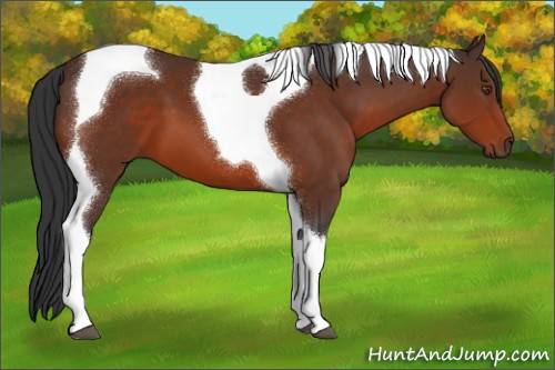 Horse Color:Brown Tobiano 