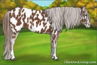 Horse Color:Chestnut Splash Appaloosa 