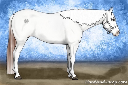 Horse Color:White Spotted Grullo Varnish Rabicano  Brindle