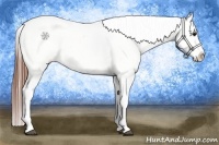 Horse Color:White Spotted Grullo Appaloosa Rabicano  Brindle