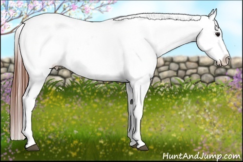 Horse Color:White Spotted Grullo Varnish Rabicano Brindle