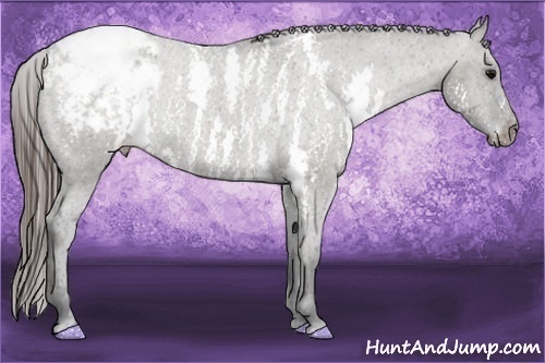 Horse Color:White Spotted Grullo Snowcap Rabicano  Brindle