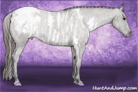 Horse Color:White Spotted Grullo Snowcap Rabicano  Brindle