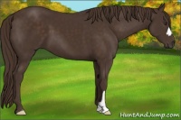 Horse Color:Liver Chestnut 