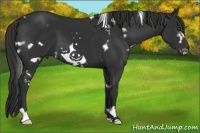 Horse Color:White Spotted Liver Chestnut Frame