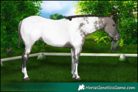 Horse Color:White Spotted Grullo Appaloosa Rabicano Brindle