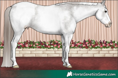 Horse Color:White Spotted Grullo Appaloosa Rabicano  Brindle