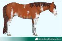 Horse Color:Chocolate Bay Sabino 