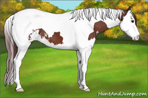 Horse Color:Chocolate Brown Sabino Splash Tobiano 