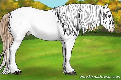 Horse Color:White Spotted Grullo Splash Appaloosa Rabicano Brindle