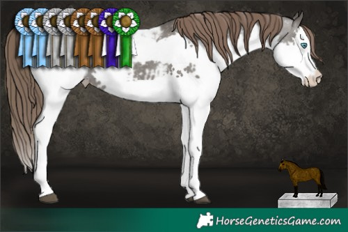Horse Color:Grullo Splash Snowcap Rabicano Brindle