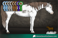 Horse Color:Grullo Splash Snowcap Rabicano  Brindle