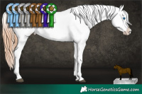 Horse Color:Grullo Splash Appaloosa Rabicano  Brindle