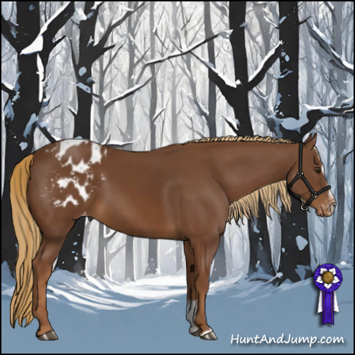 Horse Color:Chestnut Sabino Appaloosa 