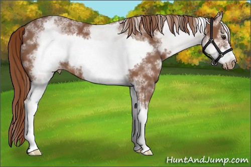 Horse Color:White Spotted Chestnut Sabino Frame Varnish