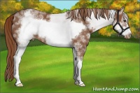 Horse Color:White Spotted Chestnut Sabino Frame Varnish 