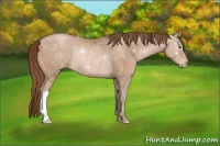Horse Color:Brown Pearl Rabicano