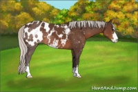 Horse Color:Silver Brown Sabino Appaloosa 