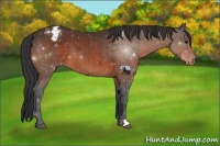 Horse Color:Brown Appaloosa