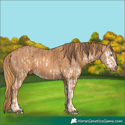Horse Color:Brown Splash Rabicano  Brindle