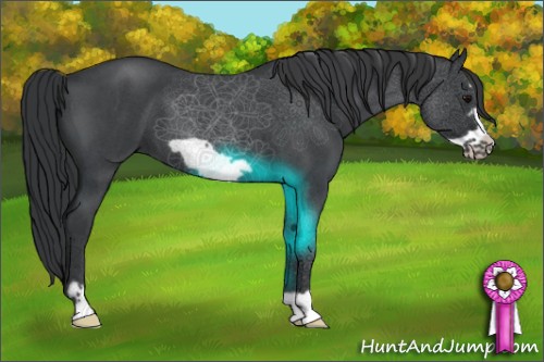 Horse Color:Blue Roan Frame 