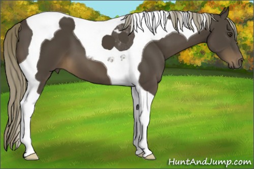 Horse Color:Liver Chestnut Tobiano 