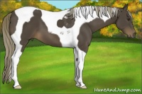 Horse Color:Liver Chestnut Tobiano