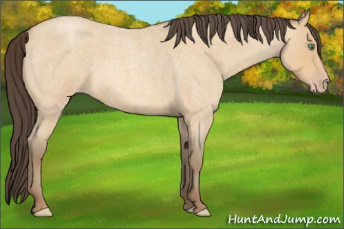 Horse Color:Amber Cream Champagne Roan 