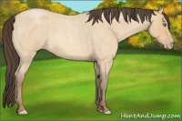 Horse Color:Amber Cream Champagne Roan