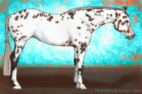 Horse Color:Gray White Spotted Silver Bay Frame Appaloosa