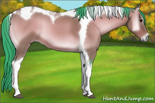 Horse Color:Watercolor Bay Onyx Tobiano 