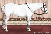 Horse Color:White Spotted Grullo Snowcap Rabicano  Brindle