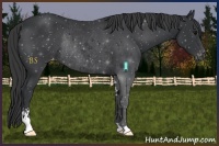 Horse Color:Black Sabino Appaloosa Rabicano 