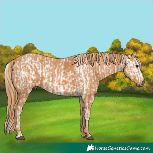 Horse Color:White Spotted Grullo Appaloosa Rabicano  Brindle