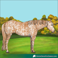Horse Color:White Spotted Grullo Appaloosa Rabicano  Brindle