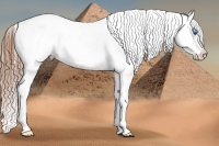 Horse Color:White Spotted Black Splash Tobiano Frame Near Leopard 