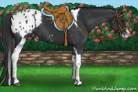Horse Color:White Spotted Black Splash Tobiano Frame Appaloosa 