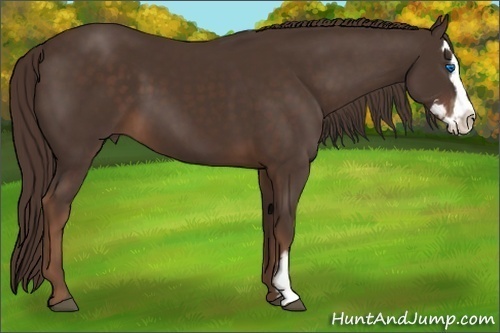 Horse Color:Liver Chestnut Splash Frame 