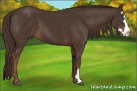Horse Color:Liver Chestnut Splash Frame