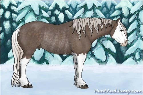 Horse Color:Silver Black Splash Rabicano 