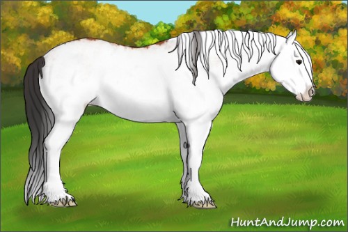 Horse Color:White Spotted Bay Splash Rabicano 