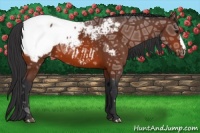 Horse Color:Bay Ice Appaloosa
