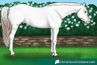 Horse Color:Bay Tobiano Appaloosa