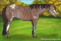 Horse Color:White Spotted Bay Ice Appaloosa Rabicano