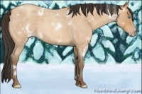 Horse Color:White Spotted Amber Champagne Roan