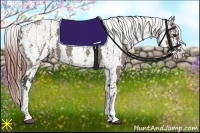 Horse Color:White Spotted Grullo Appaloosa Rabicano Brindle