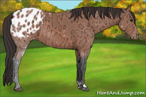 Horse Color:Bay Ice Appaloosa