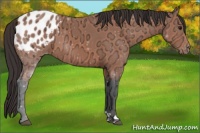 Horse Color:Bay Ice Appaloosa