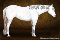 Horse Color:White Spotted Grullo Appaloosa Rabicano  Brindle